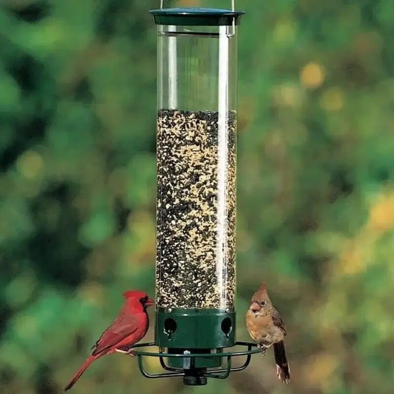 50% Rabatt | BirdFeeder™️ Eichhörnchensicheres Vogelfutterhaus