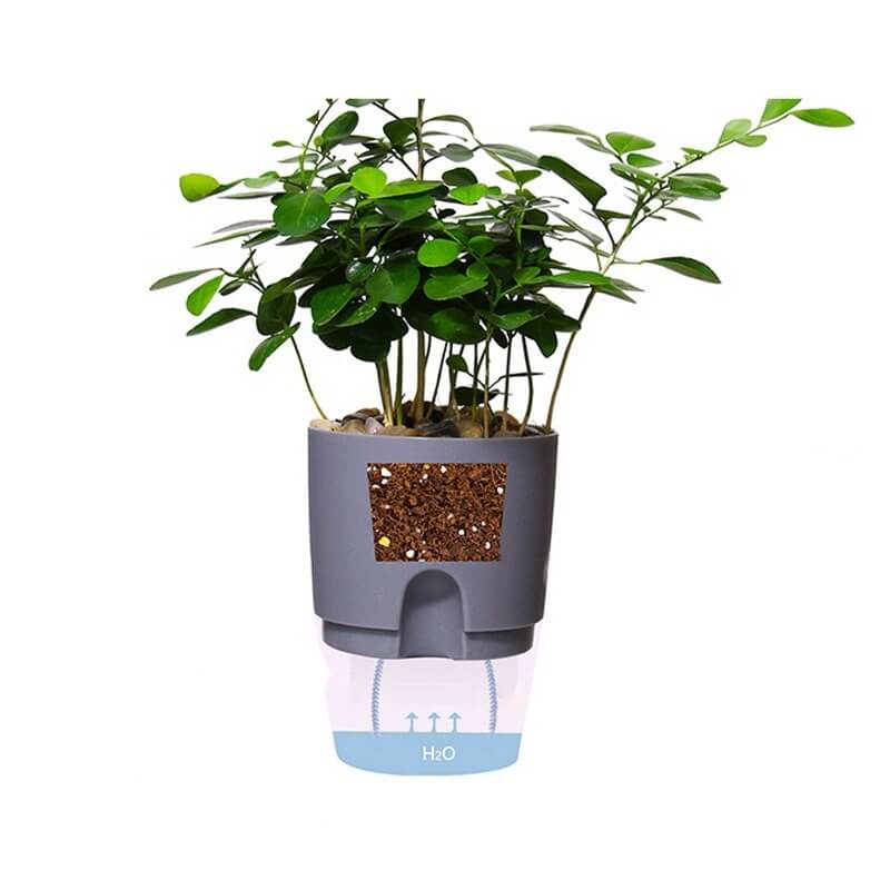 50% Rabatt | AutoPlanter™️ Selbstbewässernder Pflanzentopf