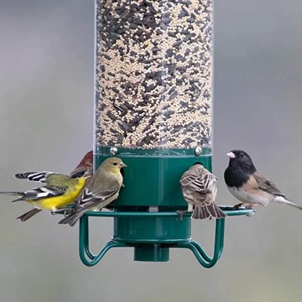 50% Rabatt | BirdFeeder™️ Eichhörnchensicheres Vogelfutterhaus